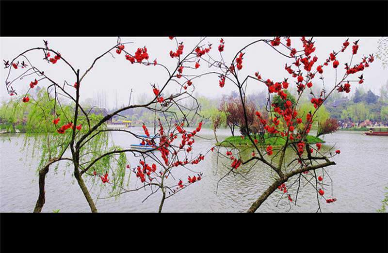 揚州三月河岸春色攝影