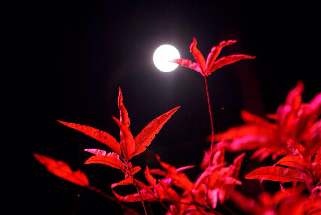 紅葉似火意似情，楓葉夜色攝影欣賞