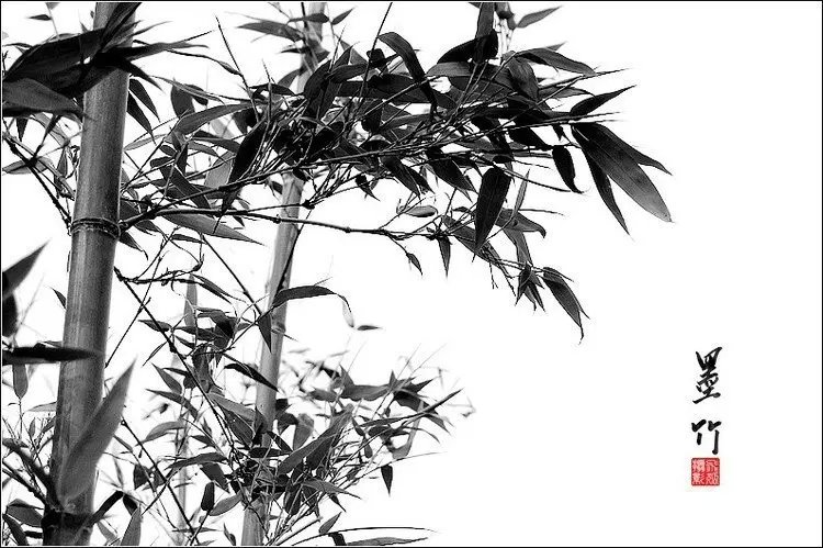 中國(guó)水墨風(fēng)格竹子攝影欣賞