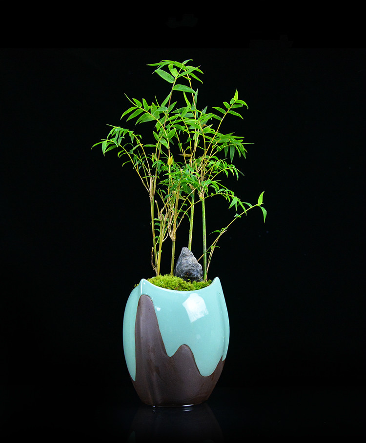 米竹雅致盆景，四季常青竹韻盆景圖片