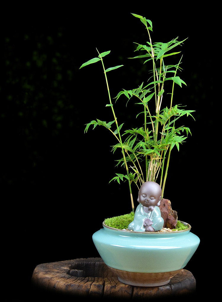 米竹雅致盆景，四季常青竹韻盆景圖片