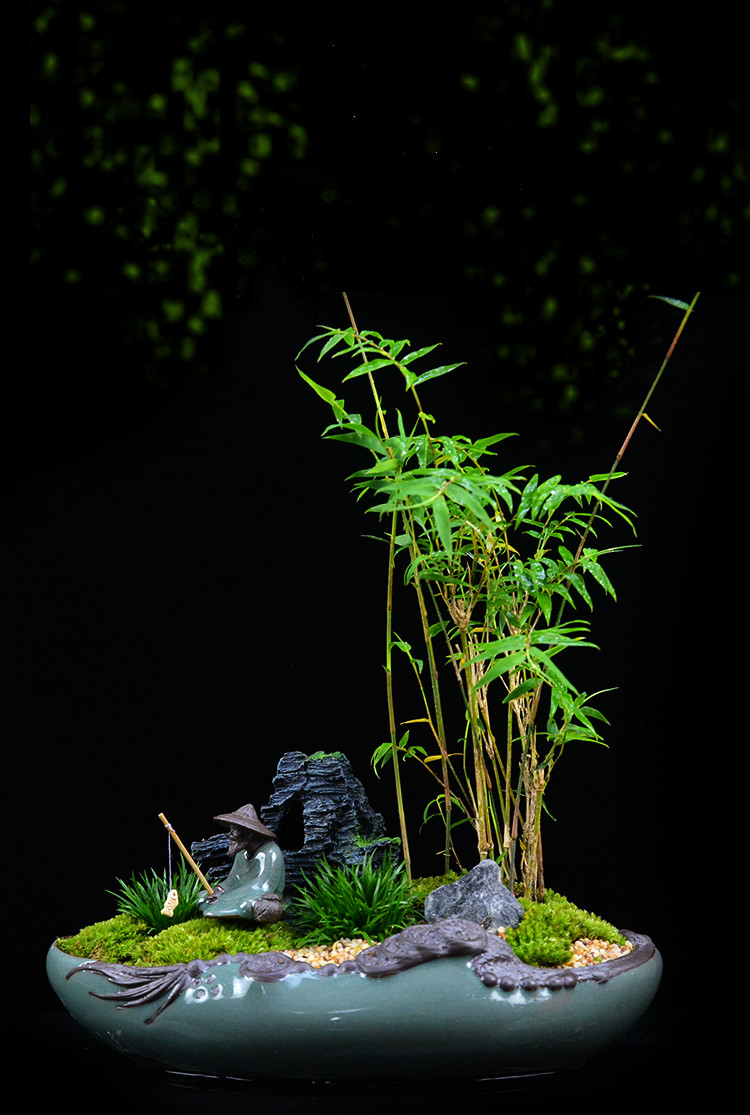 米竹雅致盆景，四季常青竹韻盆景圖片