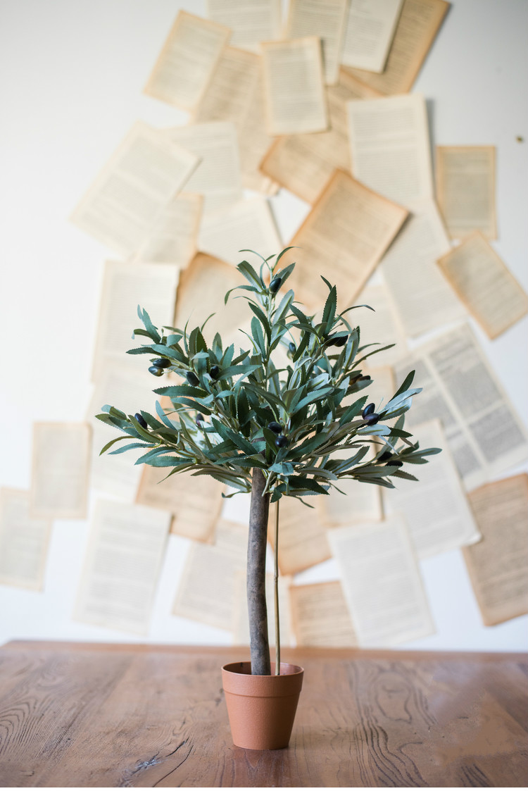 百搭橄欖樹盆景，高貴祥和橄欖盆景圖片