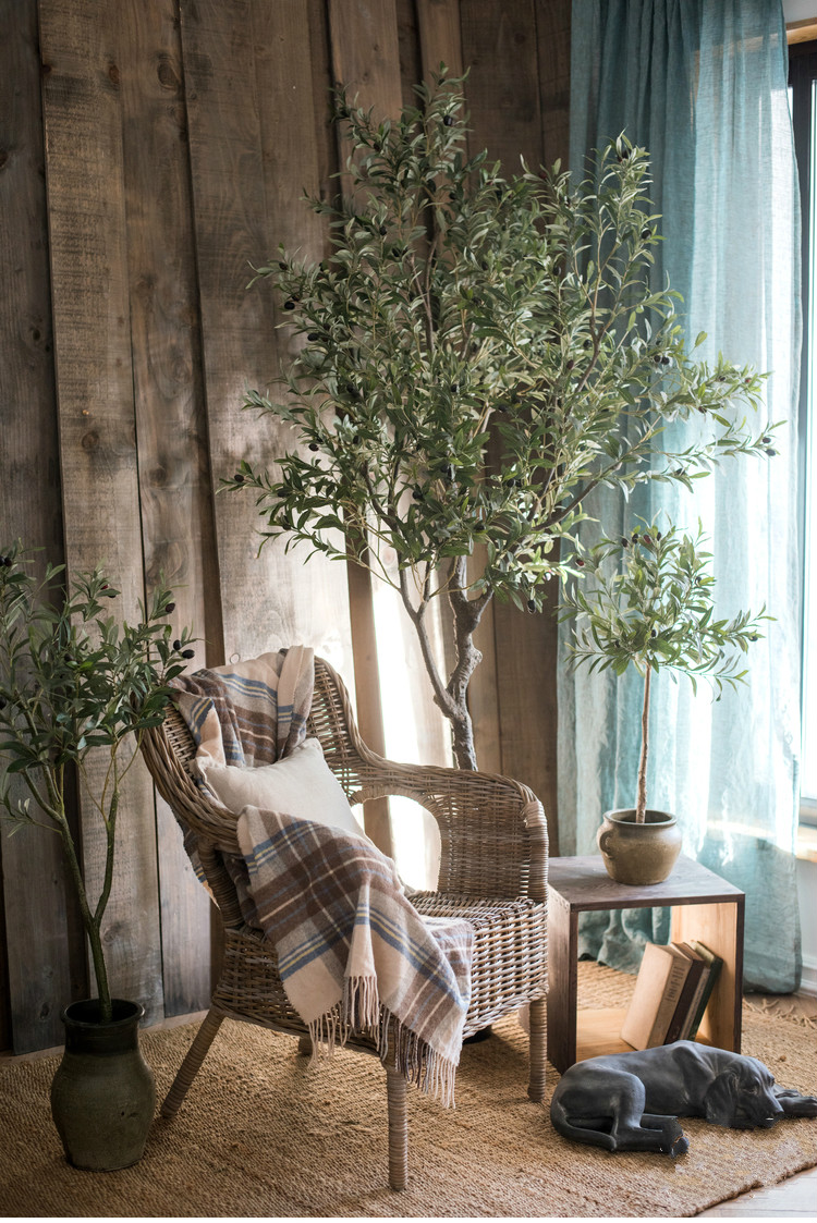 百搭橄欖樹盆景，高貴祥和橄欖盆景圖片