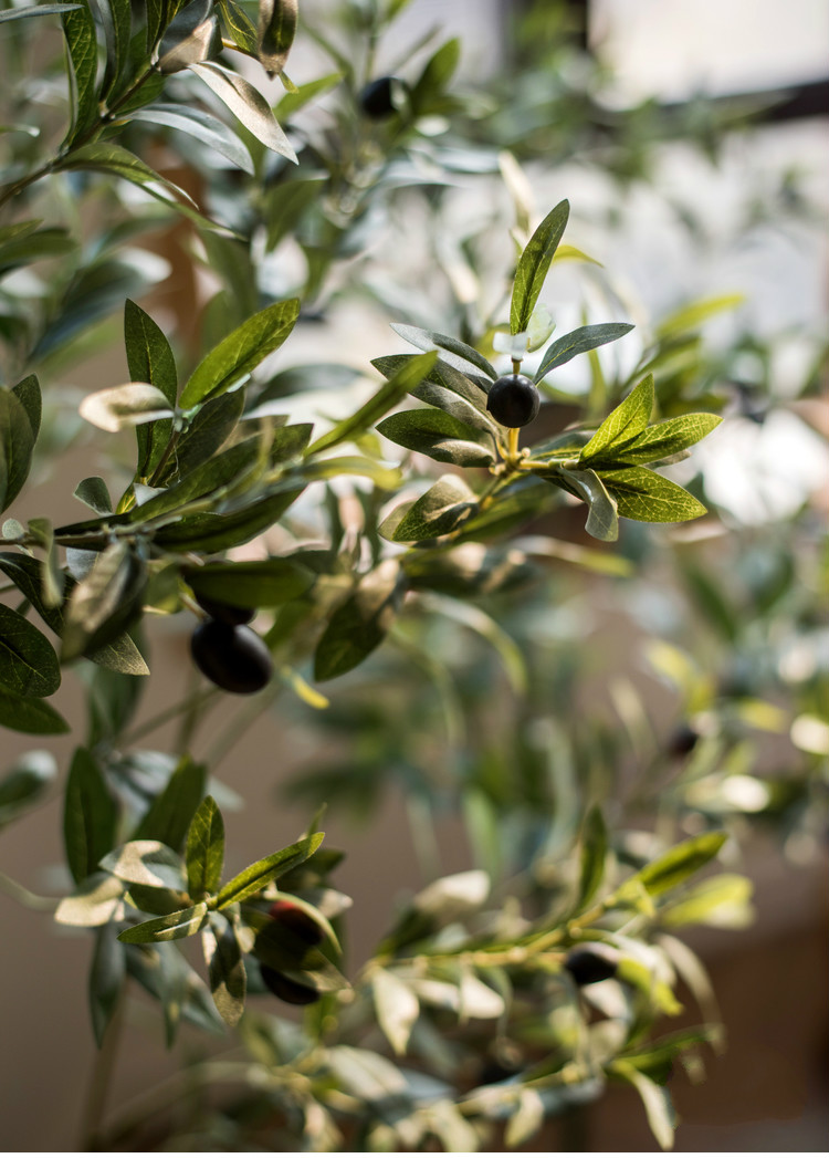 百搭橄欖樹盆景，高貴祥和橄欖盆景圖片