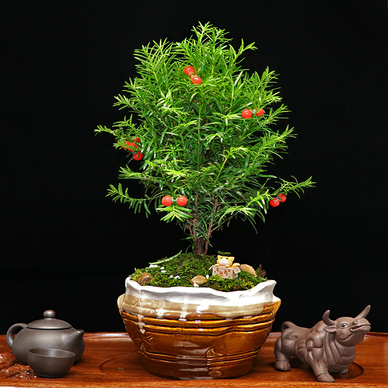 秀麗可愛紅豆杉盆景，四季如春紅豆杉盆景圖片