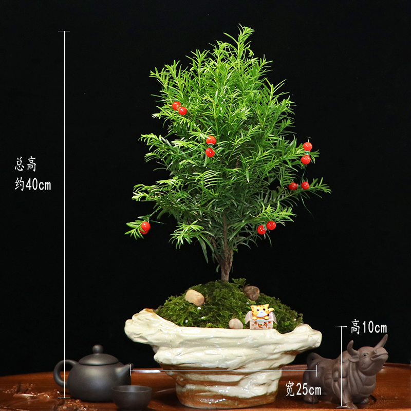 秀麗可愛紅豆杉盆景，四季如春紅豆杉盆景圖片