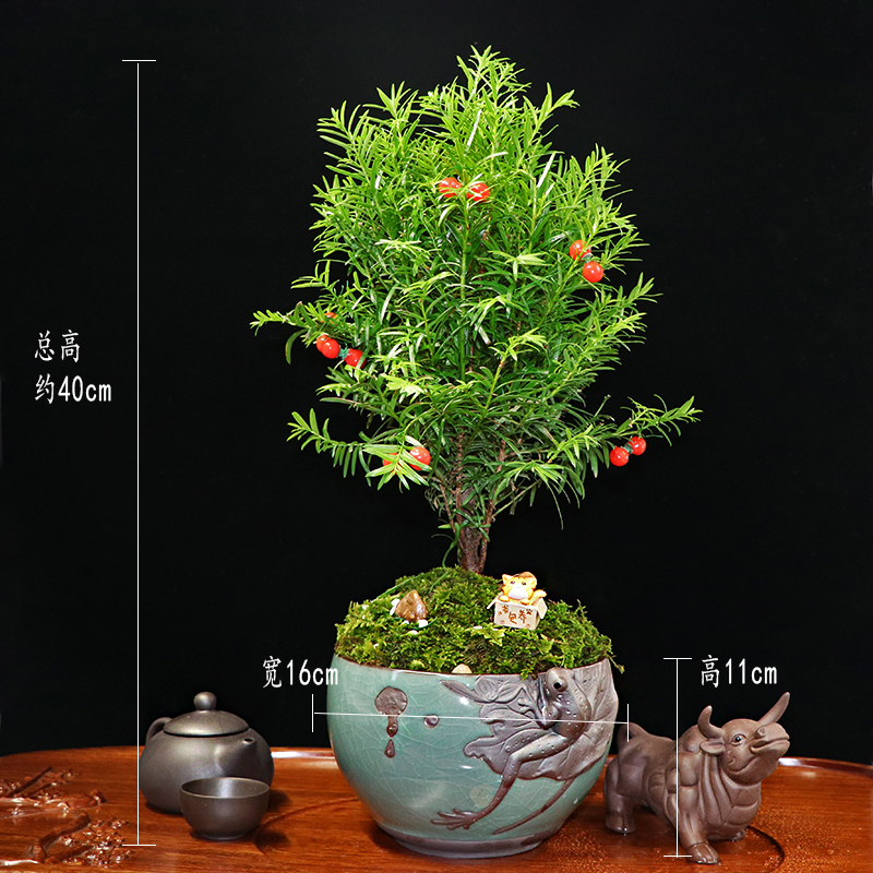 秀麗可愛紅豆杉盆景，四季如春紅豆杉盆景圖片