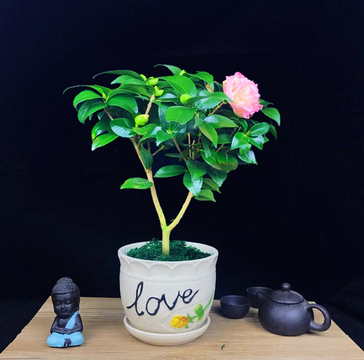 山茶花盆景，繽紛艷麗山茶花盆景圖片