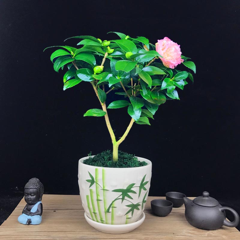 山茶花盆景，繽紛艷麗山茶花盆景圖片