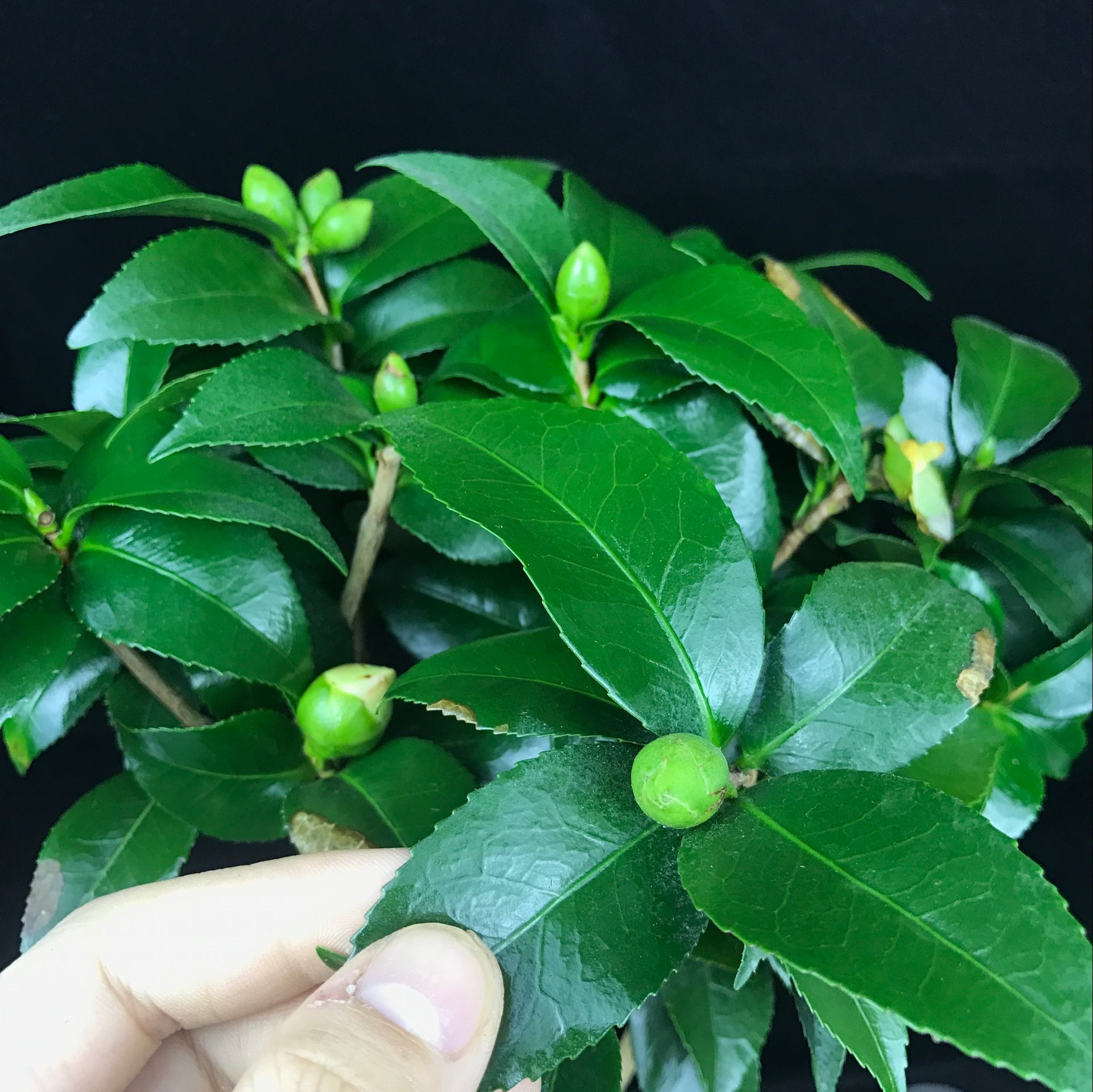 山茶花盆景，繽紛艷麗山茶花盆景圖片