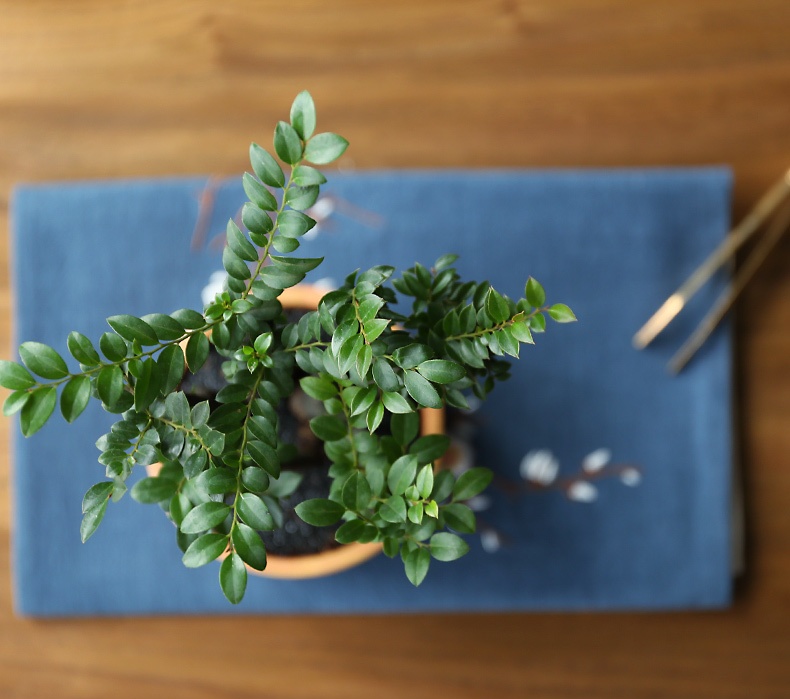 小葉紫檀盆景，黑骨茶樣式盆景圖片