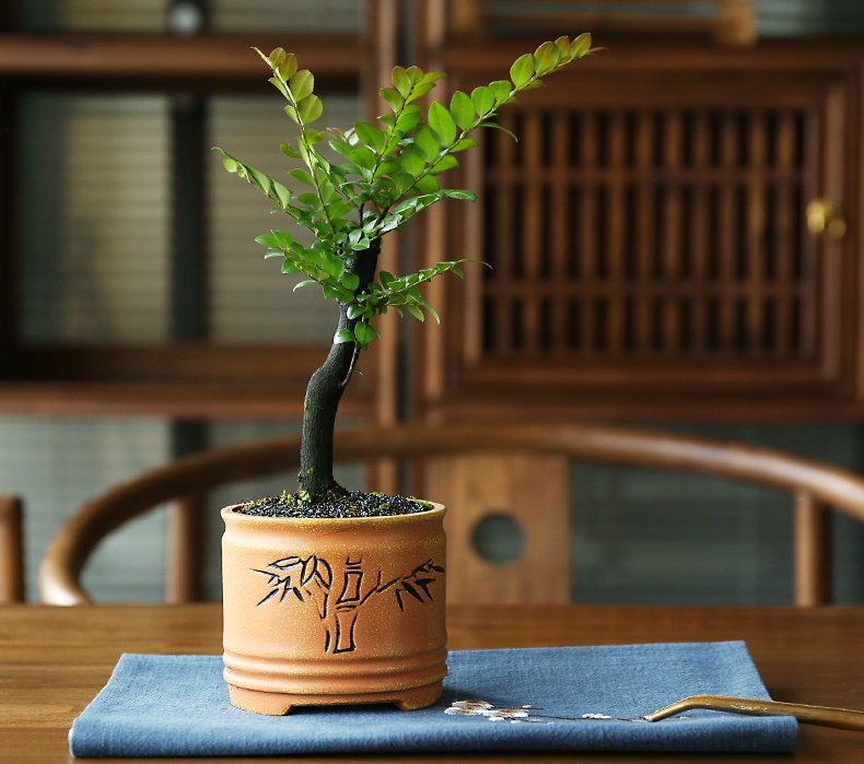 小葉紫檀盆景，黑骨茶樣式盆景圖片