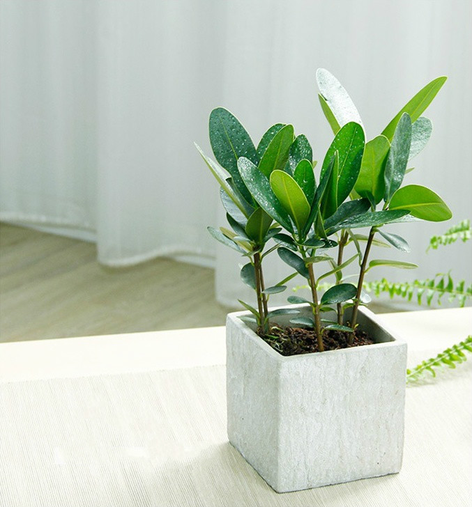 簡約水泥盆景，創(chuàng)意時尚盆景圖片