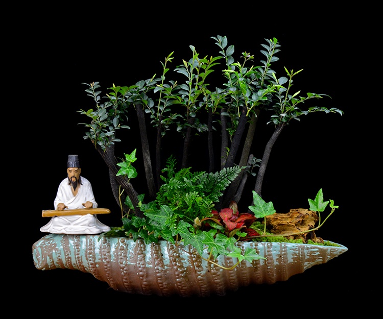 樹樁花卉盆景，紫砂海螺盆景圖片