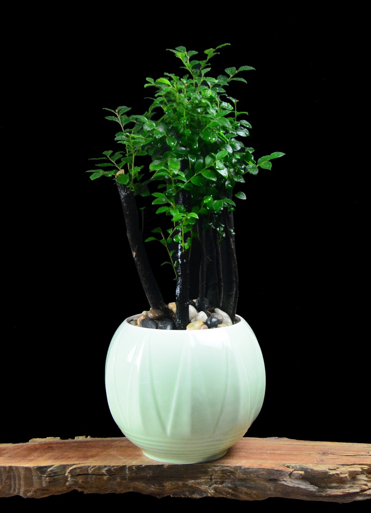 樹樁花卉盆景，紫砂海螺盆景圖片