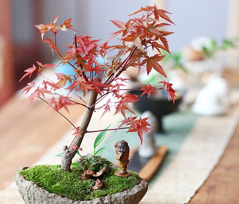 紅楓樹盆景，簡約美觀盆景圖片