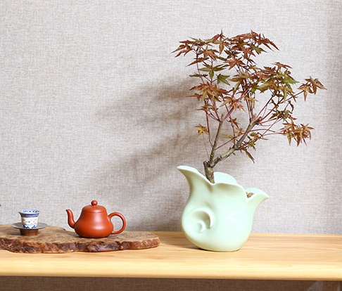 紅楓樹盆景，簡約美觀盆景圖片