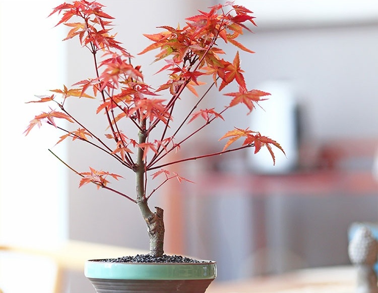 紅楓樹盆景，簡約美觀盆景圖片