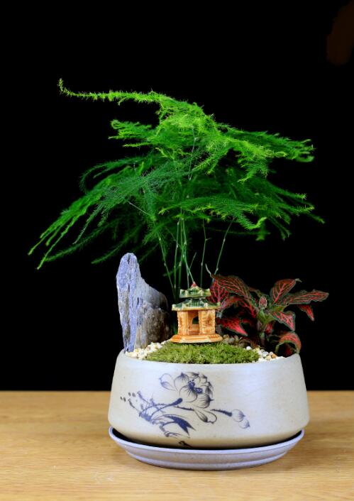 福祿桐文竹盆景，綠植苔蘚微景觀禪意盆景