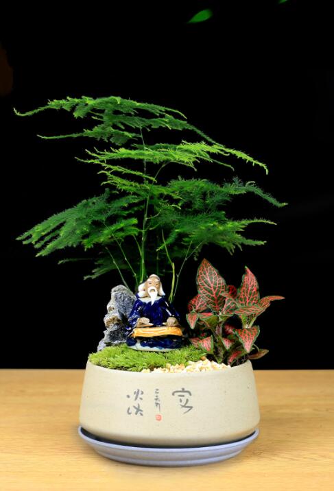 福祿桐文竹盆景，綠植苔蘚微景觀禪意盆景