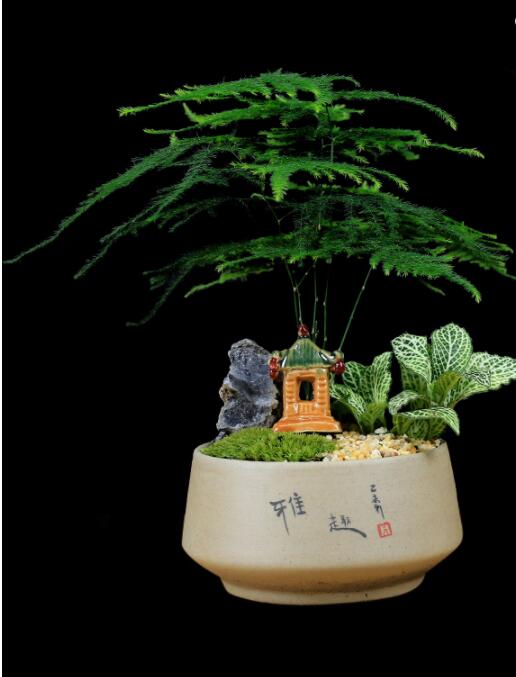 福祿桐文竹盆景，綠植苔蘚微景觀禪意盆景