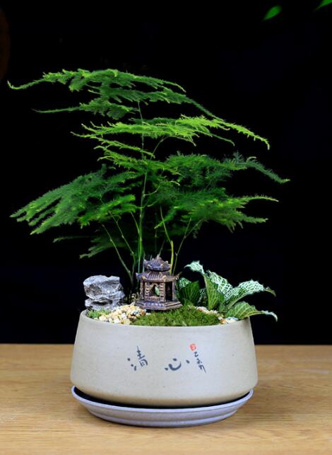 福祿桐文竹盆景，綠植苔蘚微景觀禪意盆景