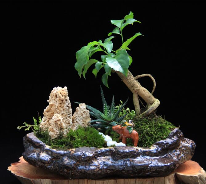高檔水石藝術(shù)組合，綠植微景觀旱盆盆景