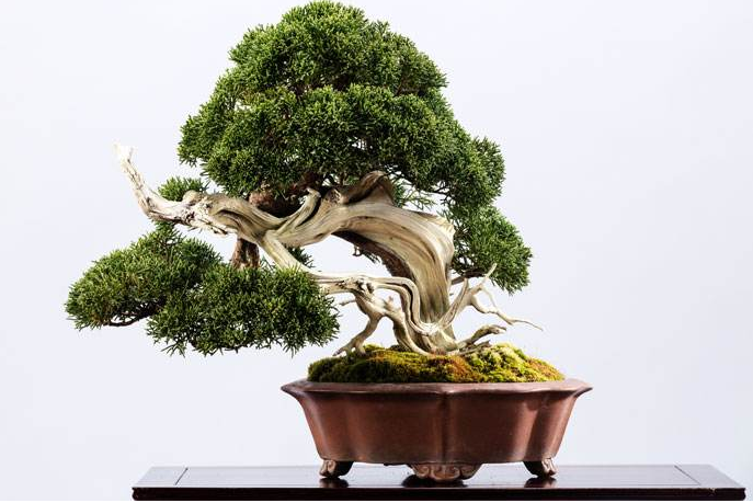 五款家佳樂文學(xué)陶瓷室內(nèi)盆景