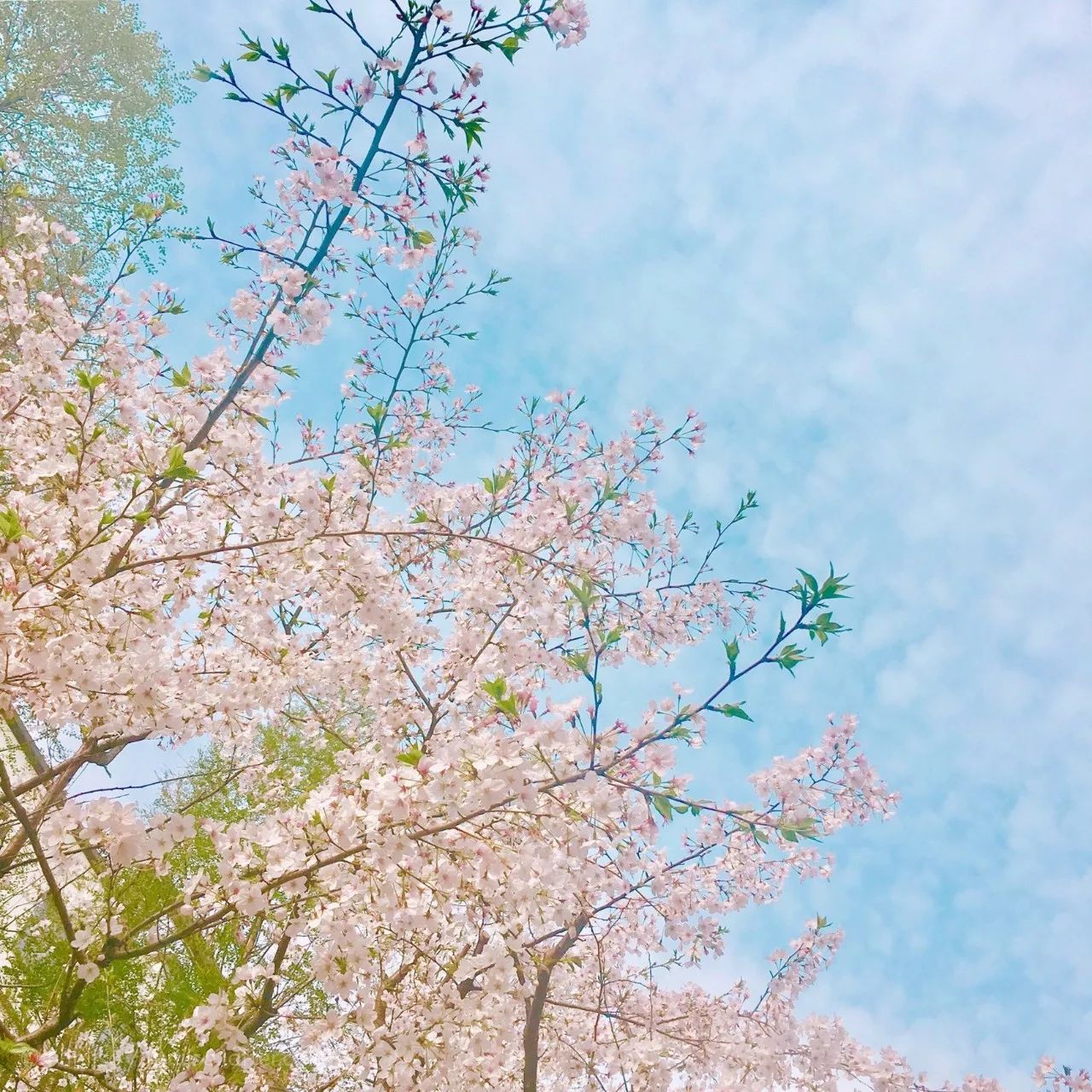 清明小長(zhǎng)假，去這9個(gè)絕美的地方踏青