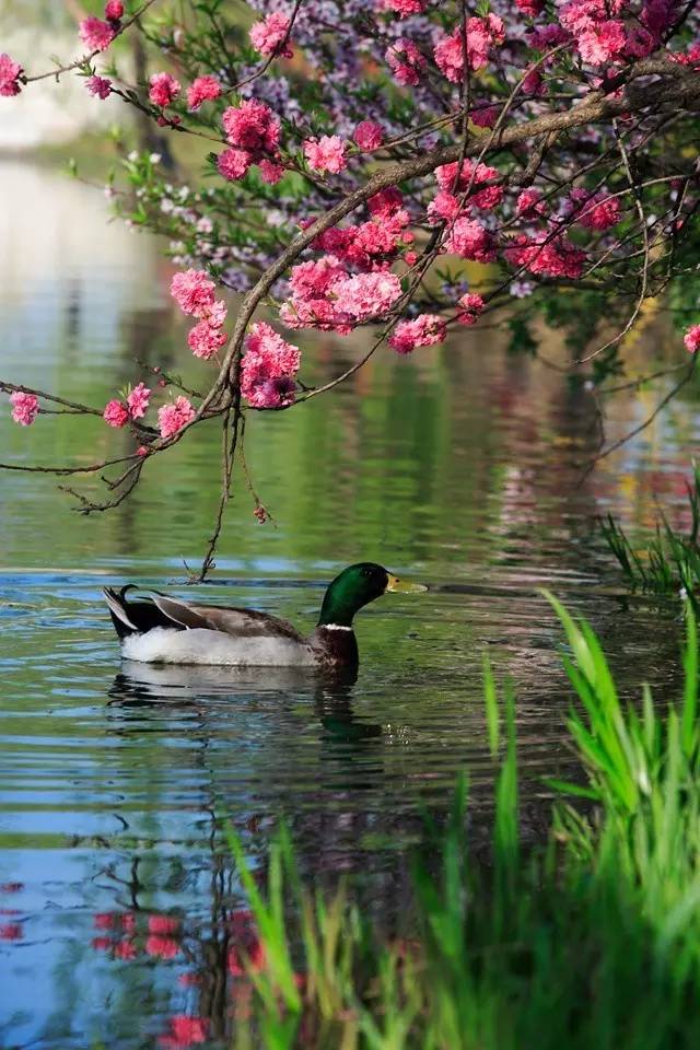 清明小長假，去這9個(gè)絕美的地方踏青