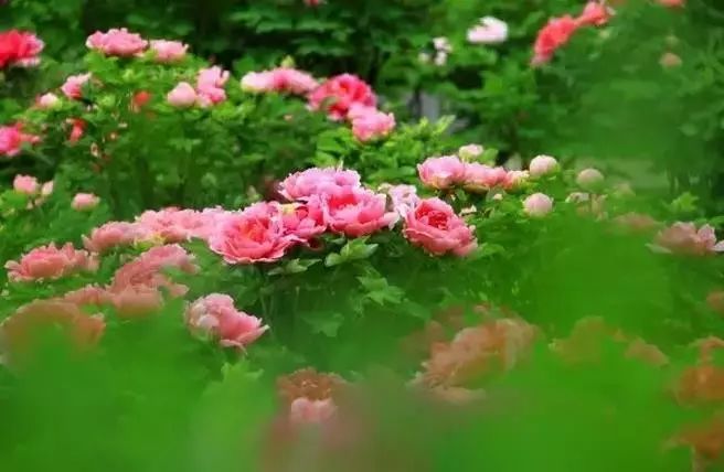 清明小長假，去這9個(gè)絕美的地方踏青