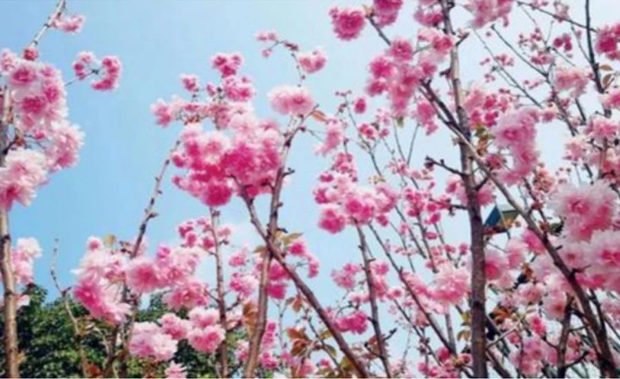 不負時光，不負己，趁著春光去踏青！