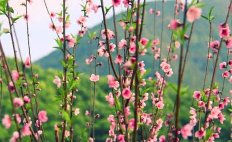 不負時光，不負己，趁著春光去踏青！