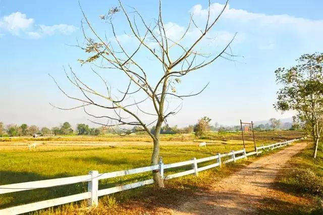 踏青尋色，春風(fēng)十里不如你