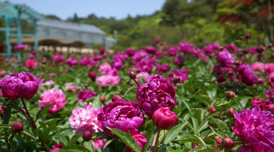 最美人間四月，詩情畫意不可錯(cuò)失的風(fēng)景推薦