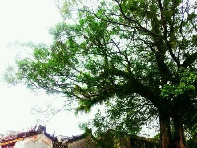 棉湖掠影， 古鎮(zhèn)情懷