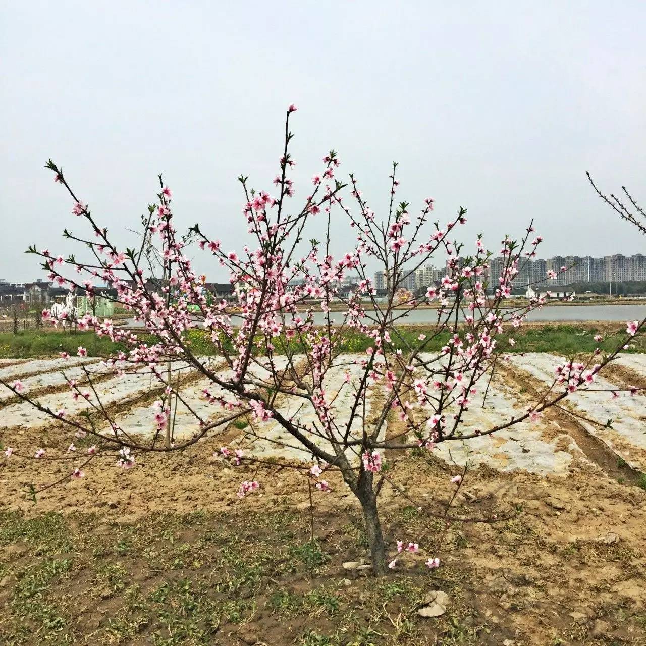 古鎮(zhèn)之外的新場，或許更有新意