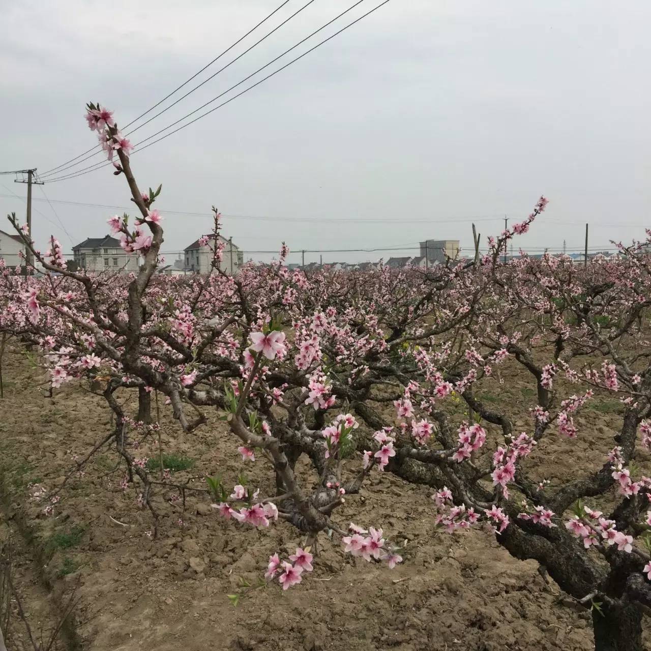 古鎮(zhèn)之外的新場(chǎng)，或許更有新意