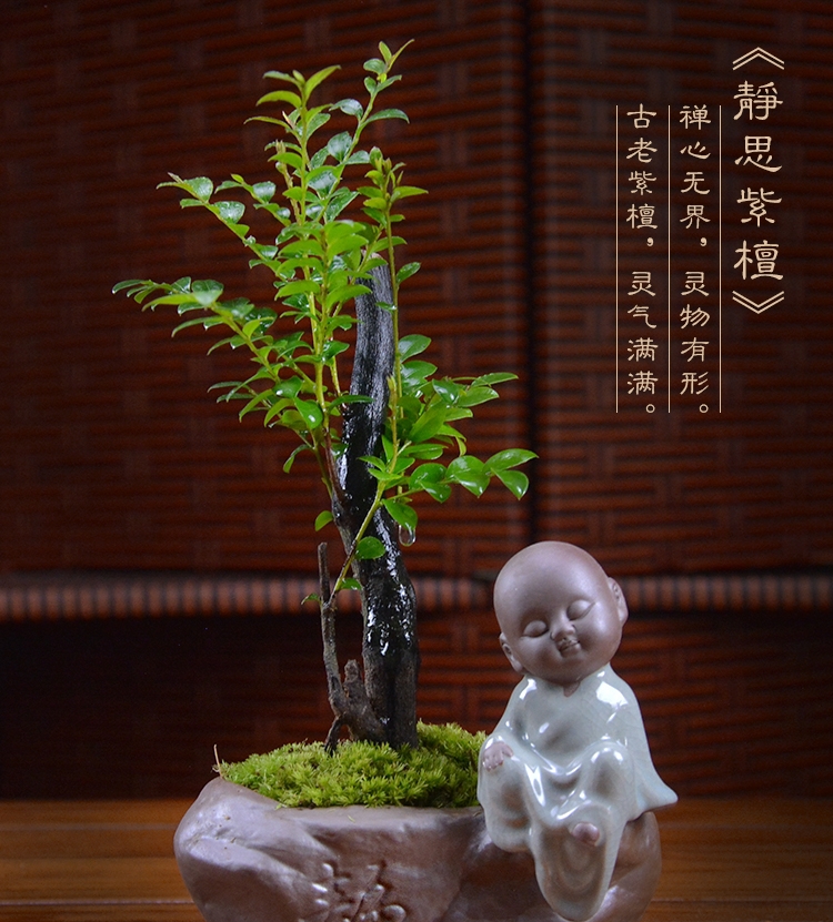 四季常青盆景，鎮(zhèn)宅紫檀盆景圖片