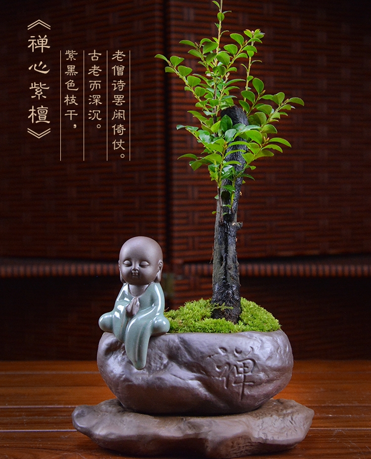 四季常青盆景，鎮(zhèn)宅紫檀盆景圖片