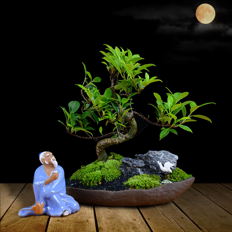 四季常青綠葉盆景圖片，精致的小葉榕樹盆景