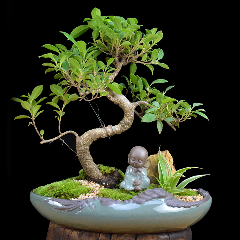 四季常青綠葉盆景圖片，精致的小葉榕樹盆景