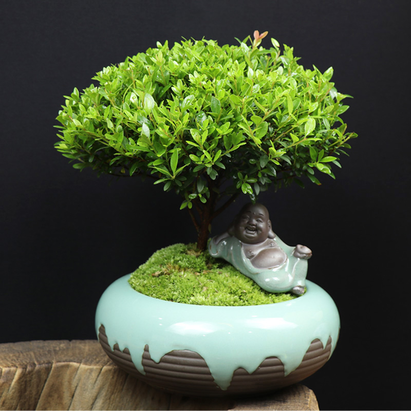 耐寒常青盆景圖片，禪意小葉赤楠盆景