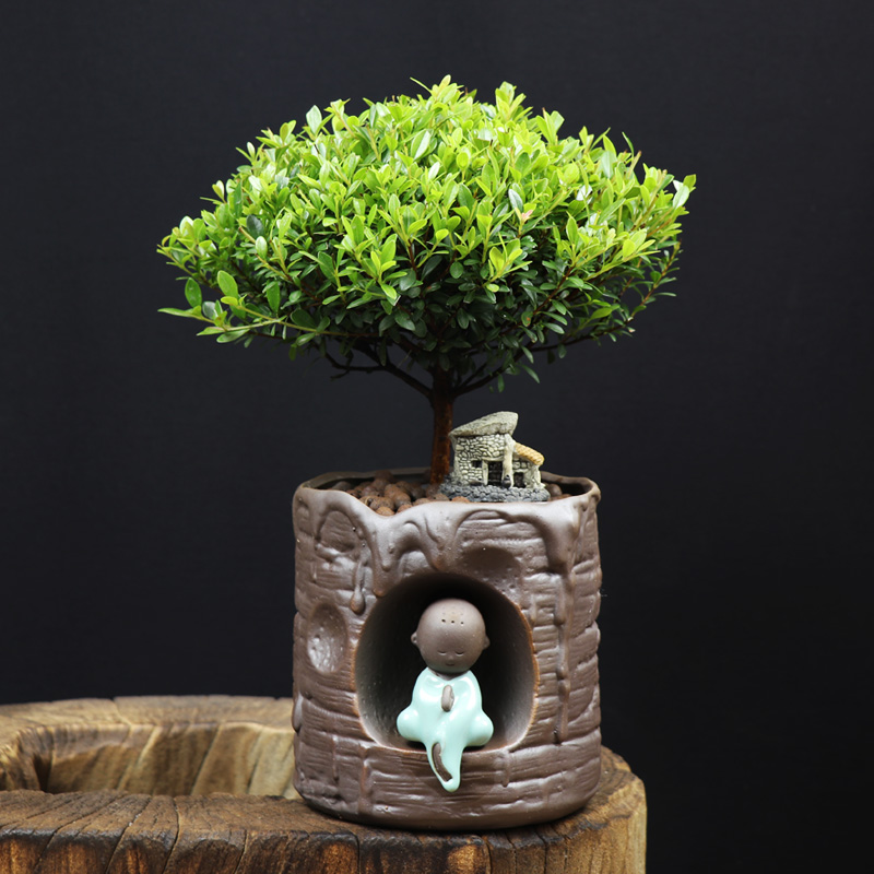 耐寒常青盆景圖片，禪意小葉赤楠盆景