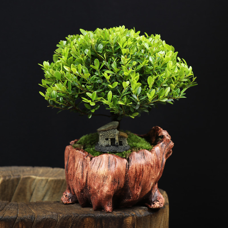 耐寒常青盆景圖片，禪意小葉赤楠盆景