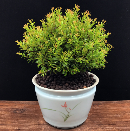 耐寒常青盆景圖片，禪意小葉赤楠盆景