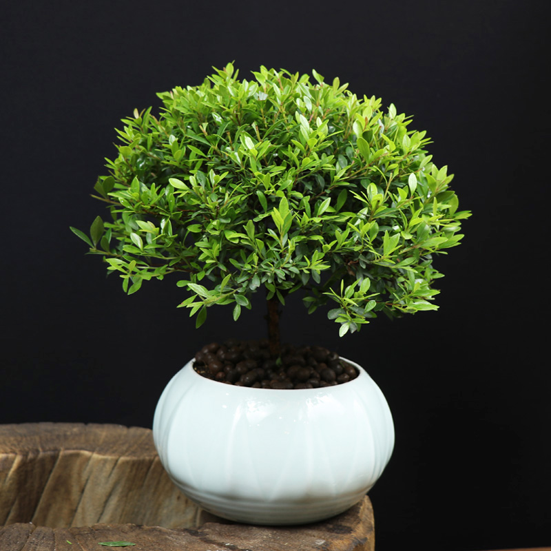 耐寒常青盆景圖片，禪意小葉赤楠盆景