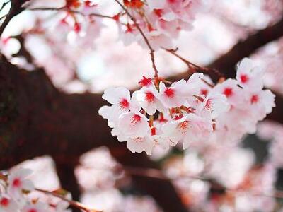 古典文雅的網名：花開花落三生緣