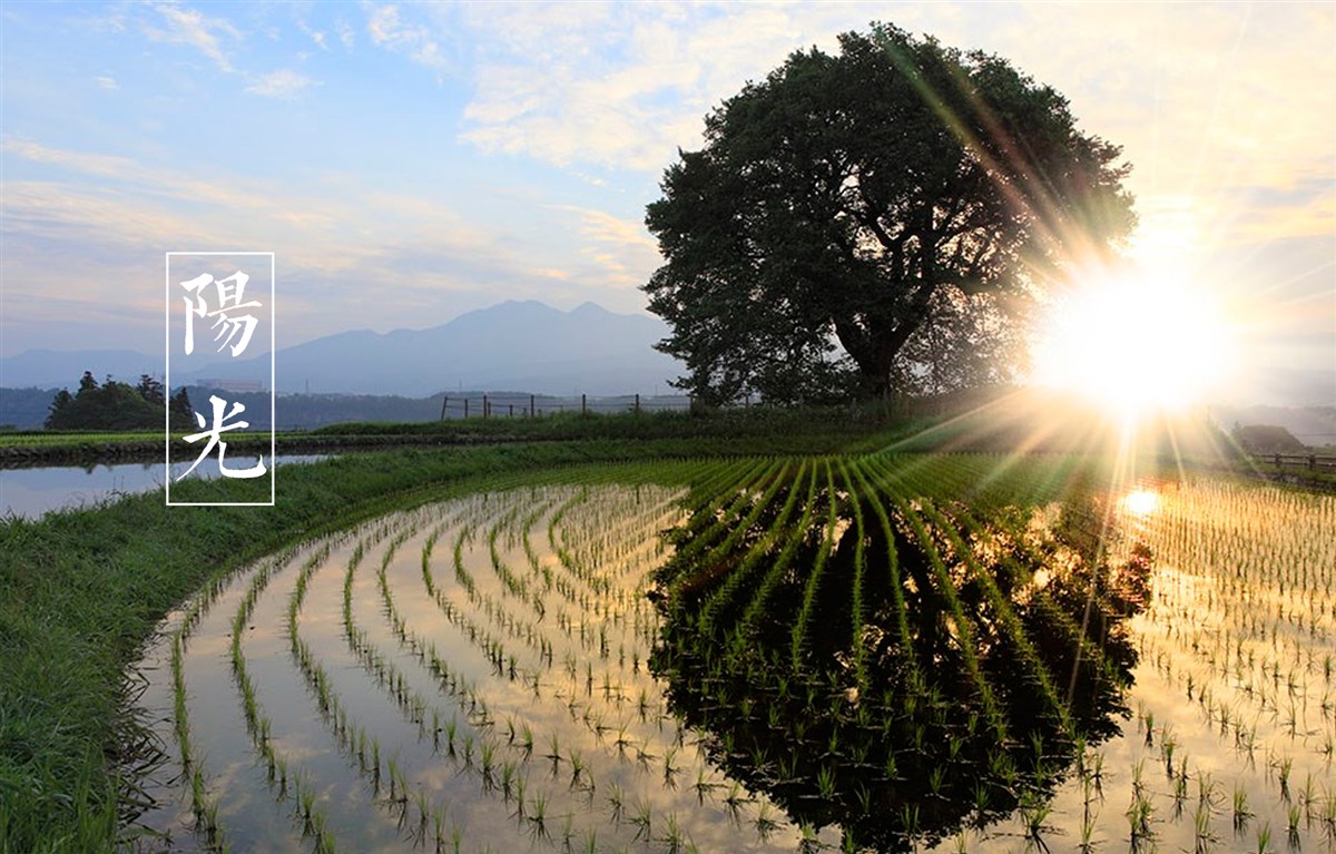 貢祿大米 | 品牌設(shè)計(jì)全過(guò)程